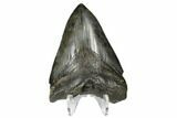Serrated Fossil Megalodon Tooth - South Carolina #168127-2